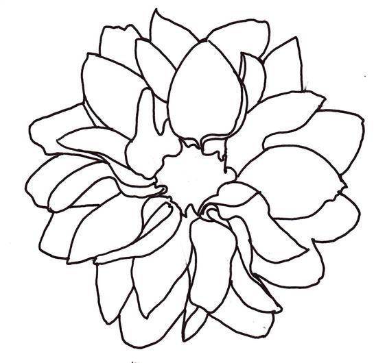 564x530 Dahlia Drawings Outlines