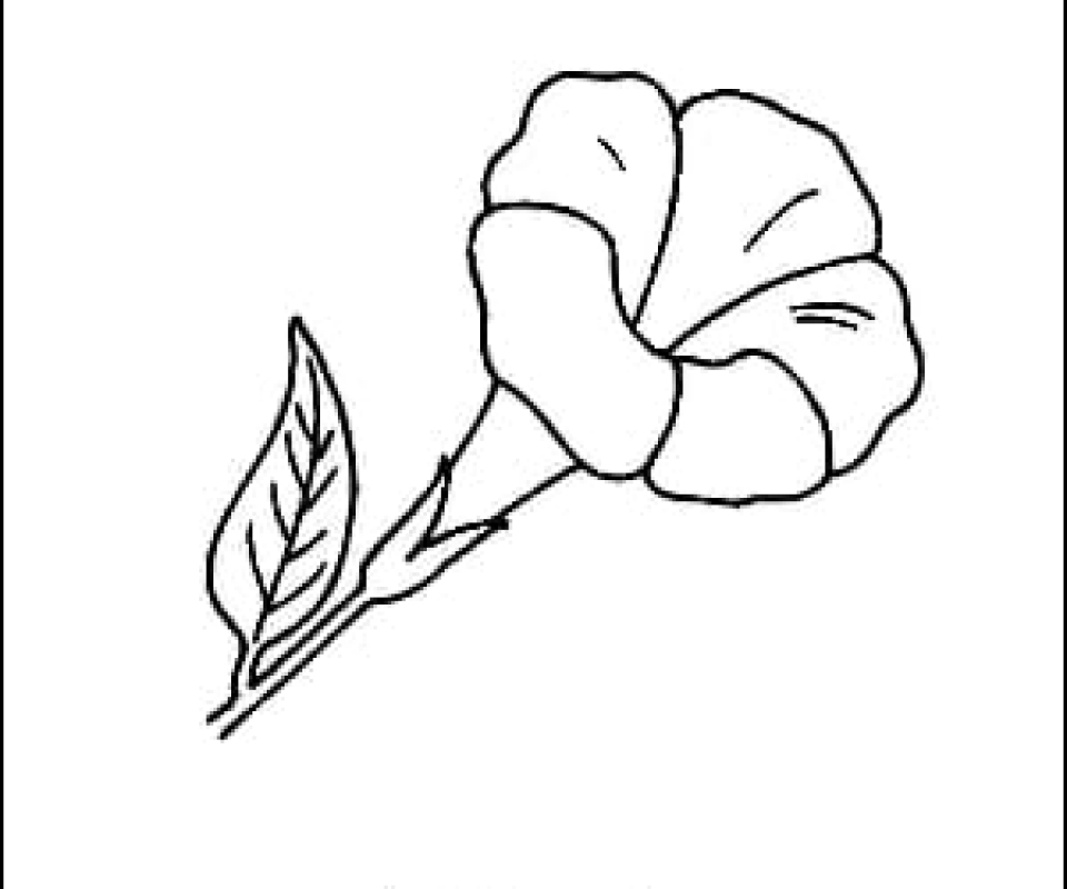 960x800 Dahlia Flower Outline And Coloring Picture With Facts