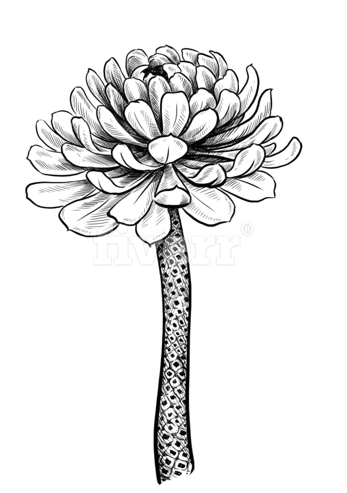 680x965 Draw Botanical Illustrations Of Flowers, Plants, Fruits