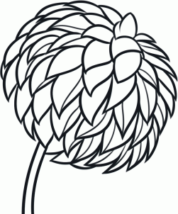 251x302 how to draw a dahlia, dahlia flower step flowers