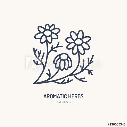 500x500 Chamomile Vector Line Icon Aromatic Herbs Logo, Daisy Chain Sign