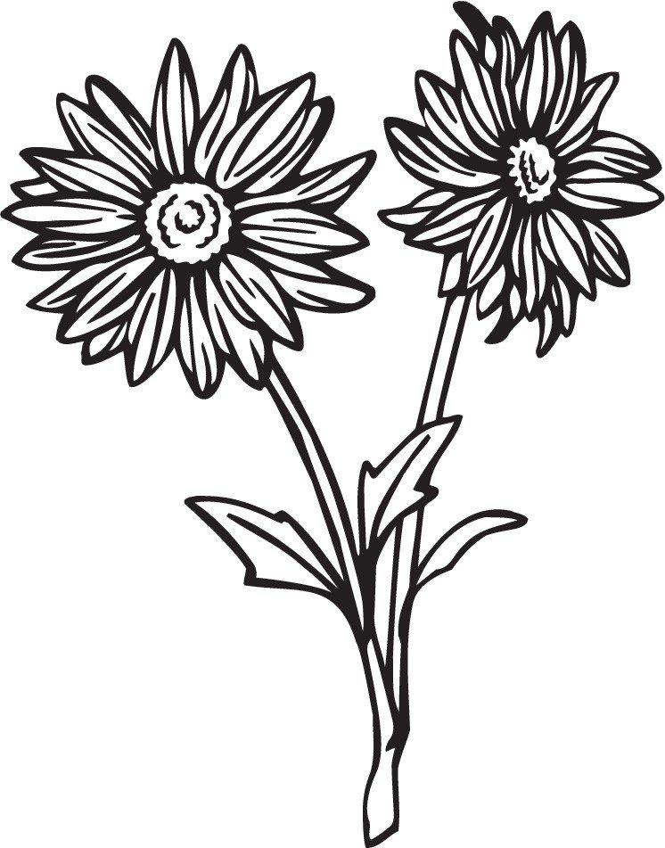 746x951 Gerber Daisy Drawing