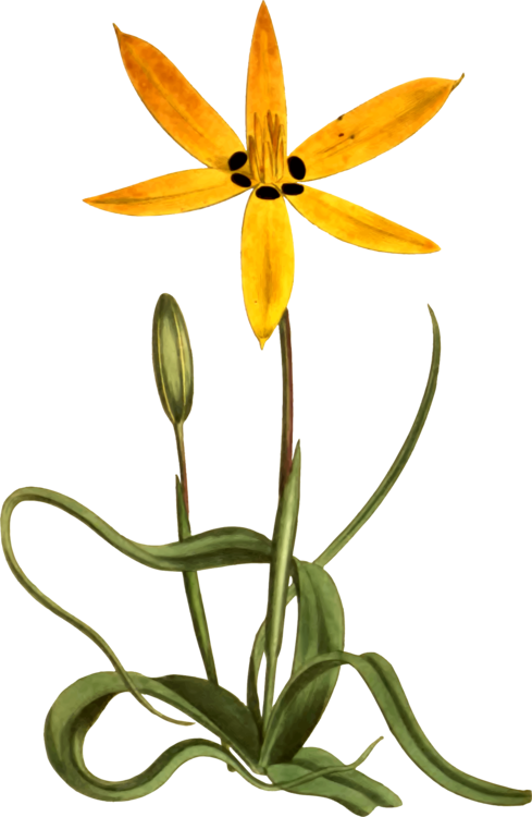 489x750 Yellow Flower Botany Common Daisy Drawing Cc0