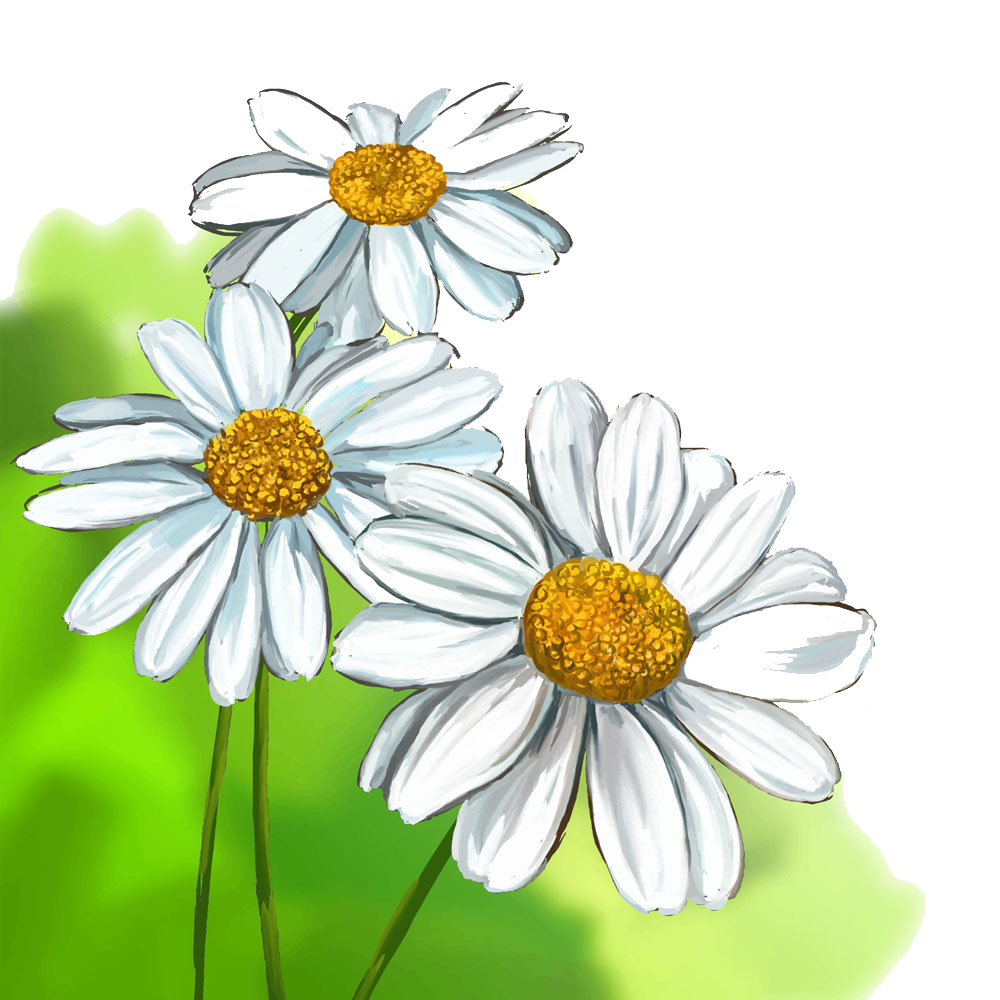 1000x1000 Collection Of Free Daisy Drawing Oxeye Download On Ui Ex