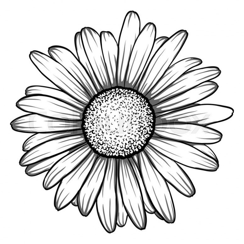 776x776 Daisy Drawing