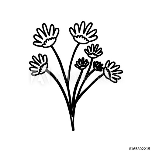 500x500 Sketch Contour Of Hand Drawing Daisy Flower Bouquet With Several