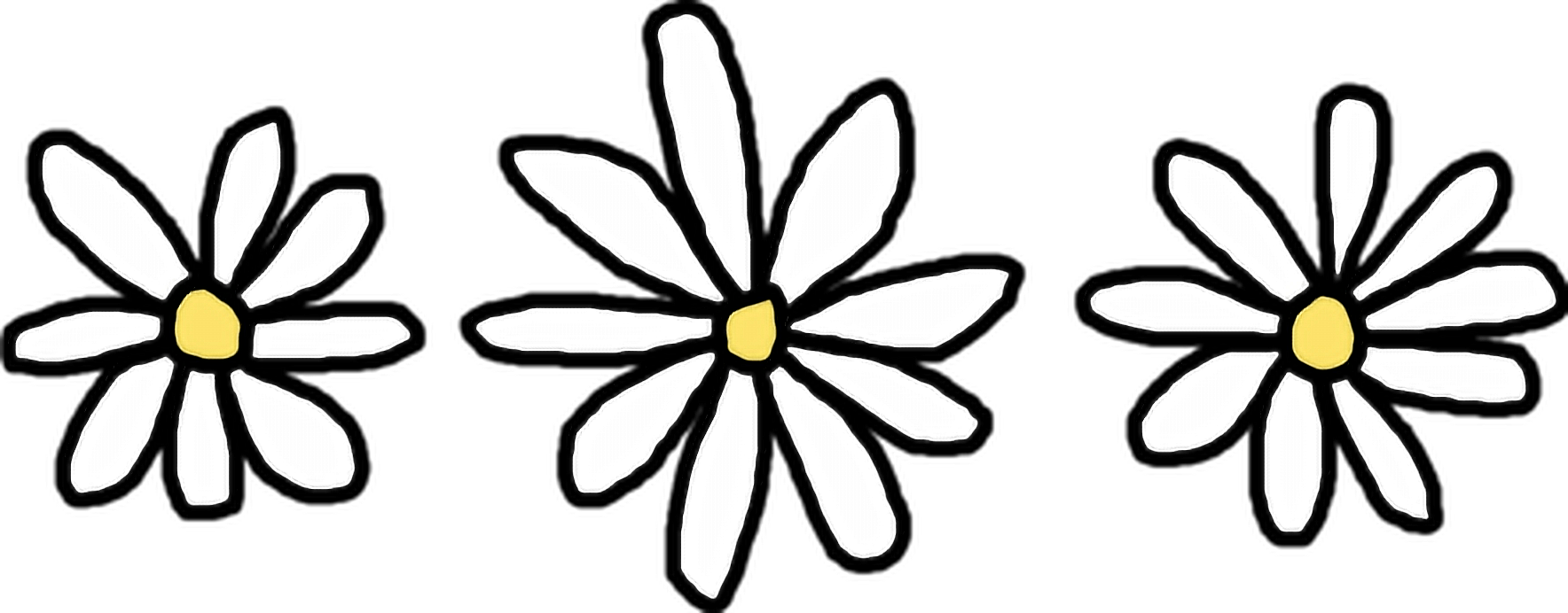 1768x692 Collection Of Free Daisies Drawing Basic Download On Ui Ex