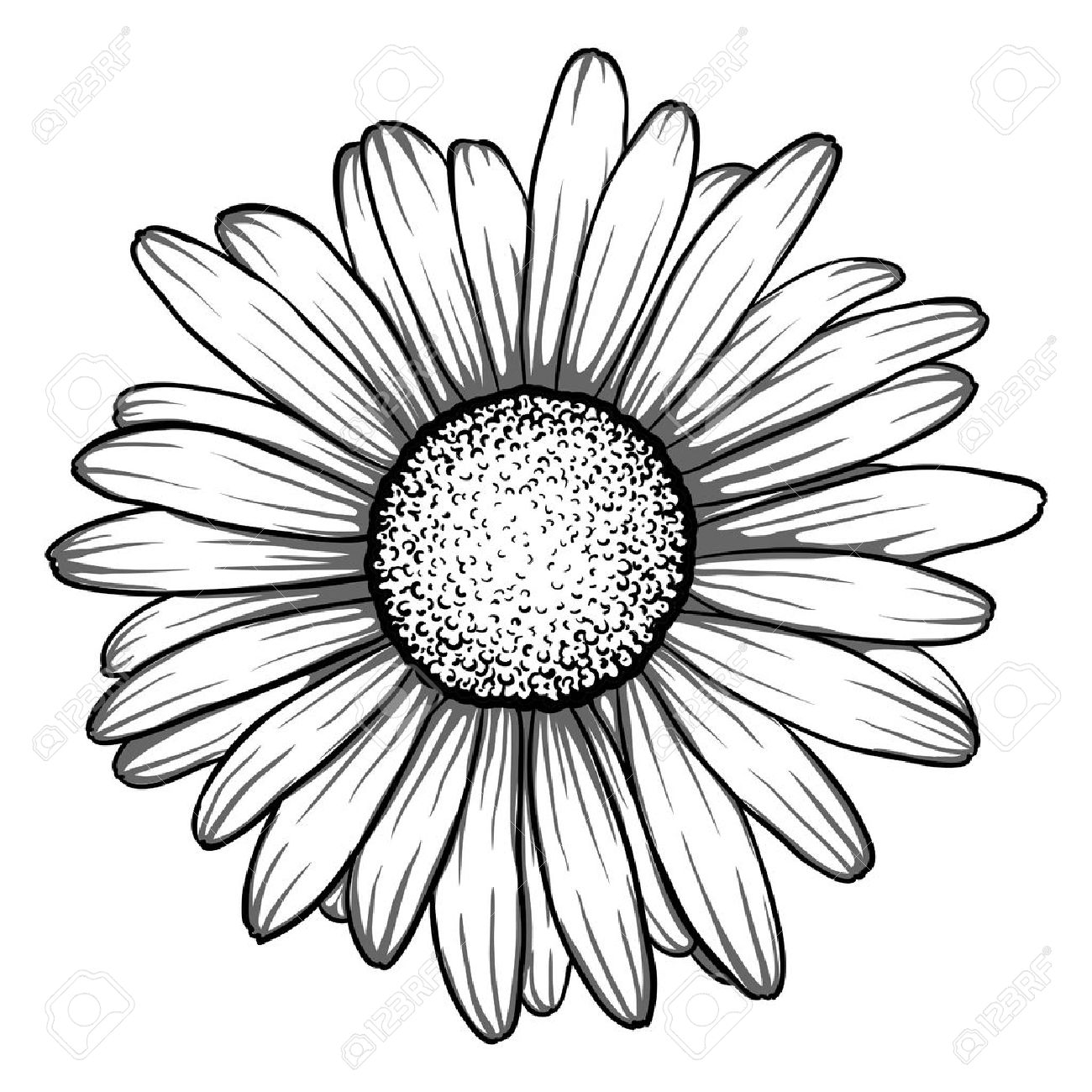 1300x1300 Daisy Flower Outline