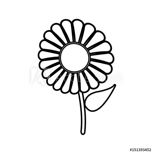 500x500 Beautiful Single Daisy Flower Outline Vector Illustration