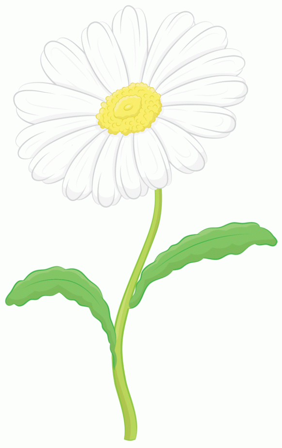 582x923 Daisy Flower Drawing Outline Flower Nifty