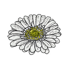 240x240 Daisy Floral Botany Sketch Daisy Flower Drawing Color Line Art