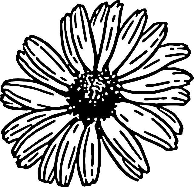 640x617 Drawing Daisies Transparent Png Clipart Free Download