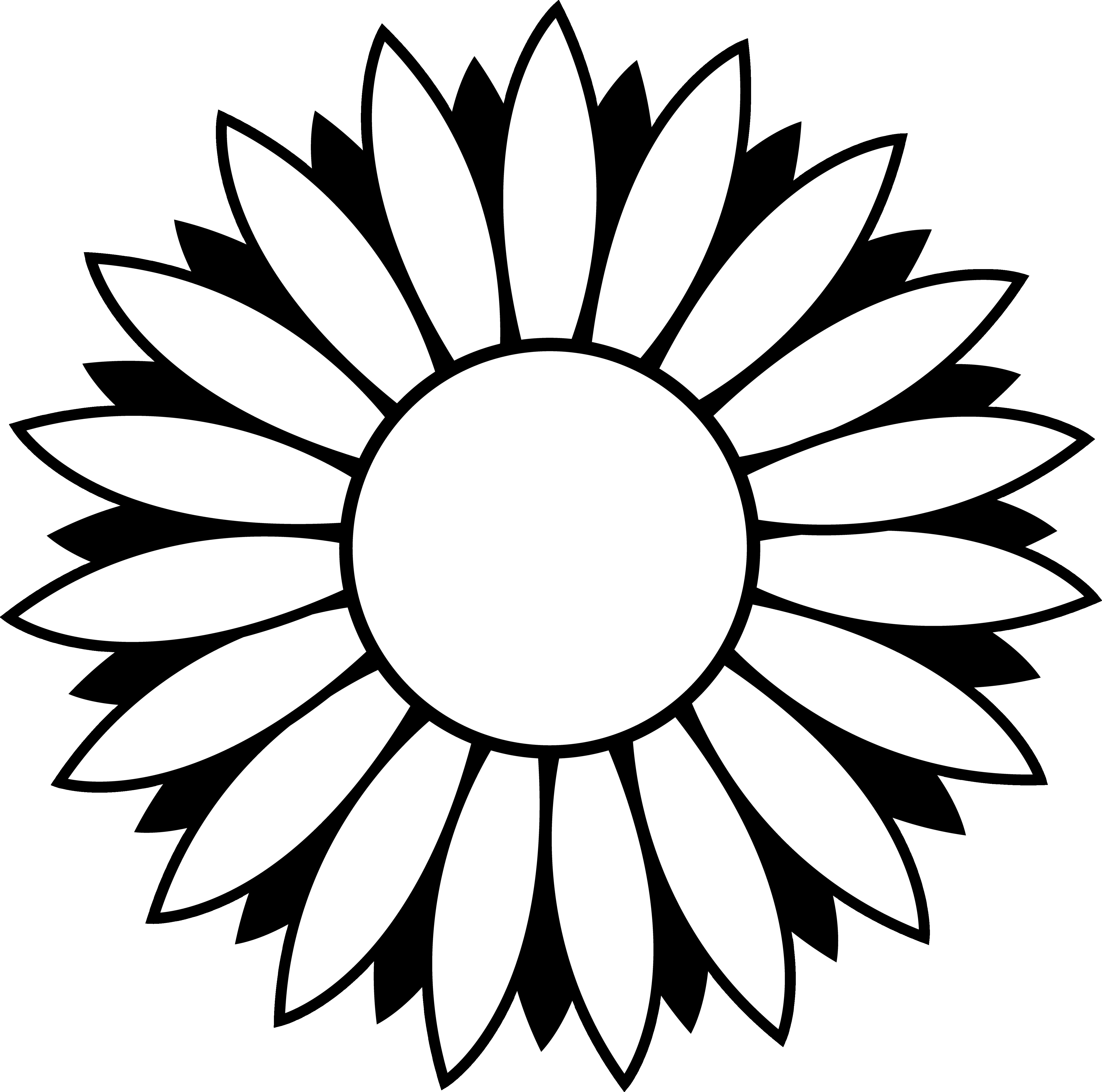 4880x4837 Drawing Of A Daisy Flower Sketch Library Throughout Outline
