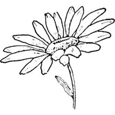 236x236 Easy Drawing Of Daisy Flower Troller Us