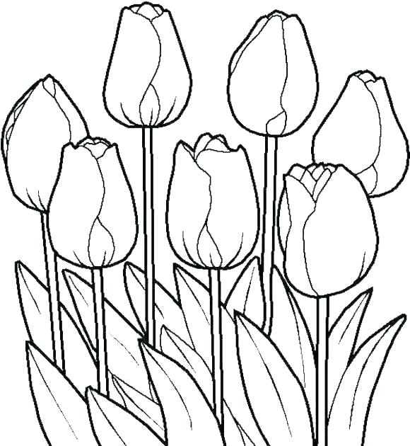 580x630 Garden Flowers Coloring Pages Of Daisy Flower