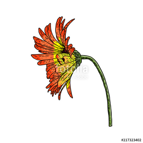 500x500 Open Petals Daisy Head Flower Floral Botany Drawings Color Line