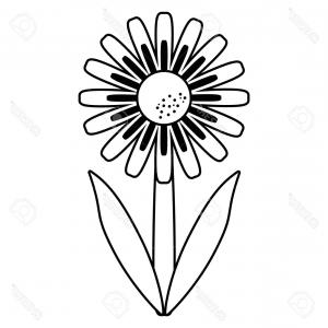 300x300 Daisy Floral Botany Collection Sketch Daisy Flower Drawings Black