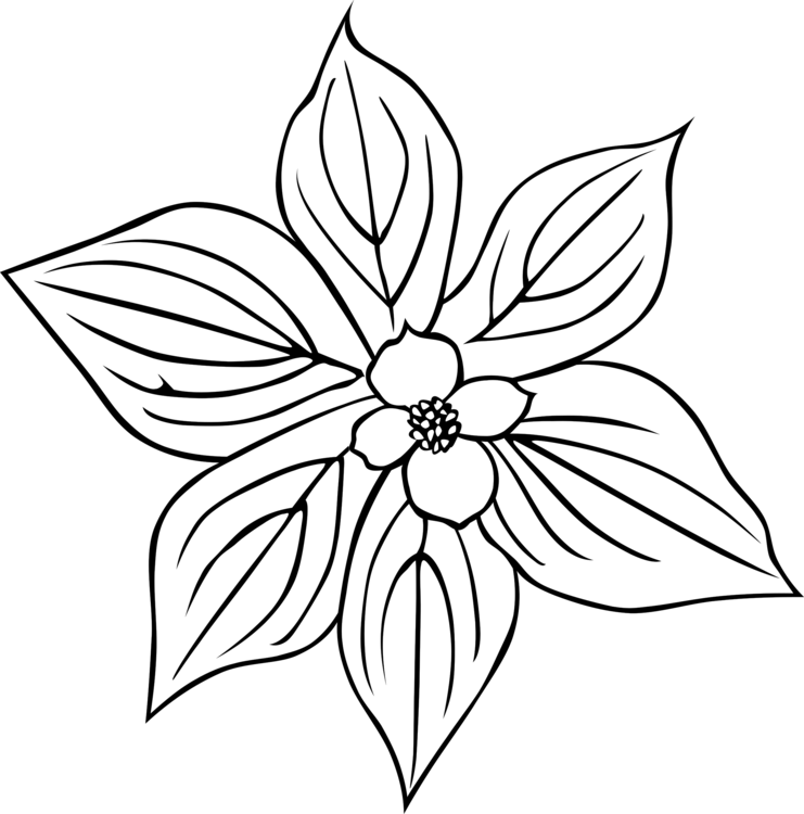 741x750 Petal Drawing Daisy Transparent Png Clipart Free Download