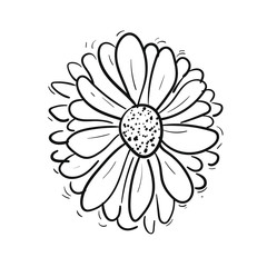 240x240 Search Photos Daisy Isolated