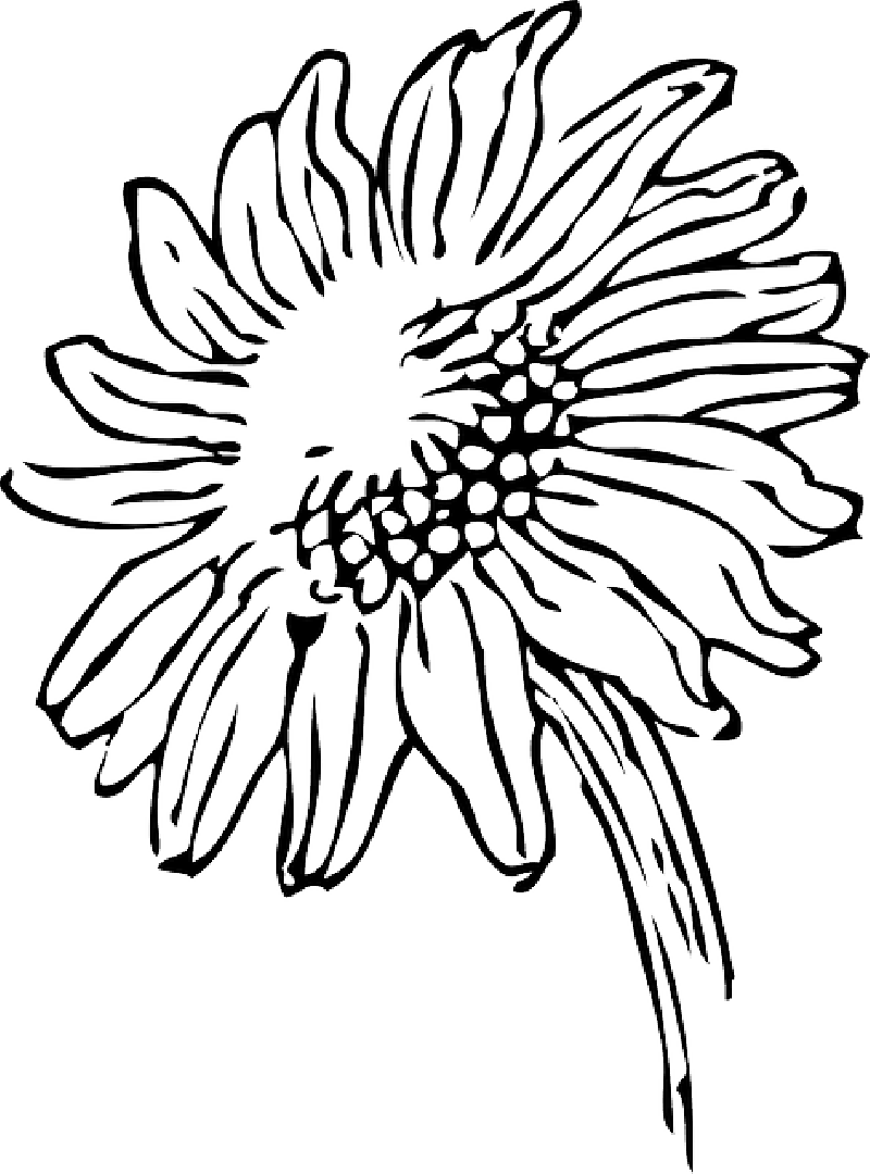 800x1080 Cliparts For Free Download Daisy Clipart Sun And Use