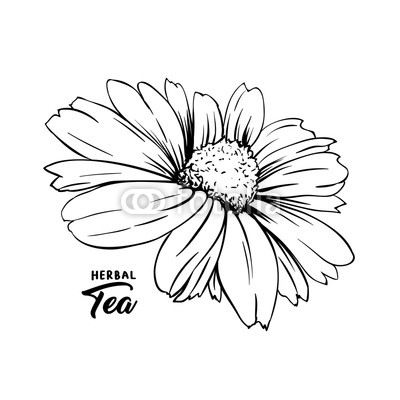 400x400 Chamomile Hand Drawn Vector Illustration Floral Ink Pen Engraved