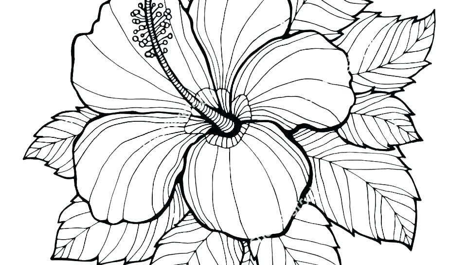 960x544 Coloring Pages Halloween Pumpkin For Adults To Print Online
