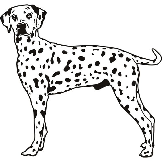 564x564 Dalmatian Wall Art Jerusalem House