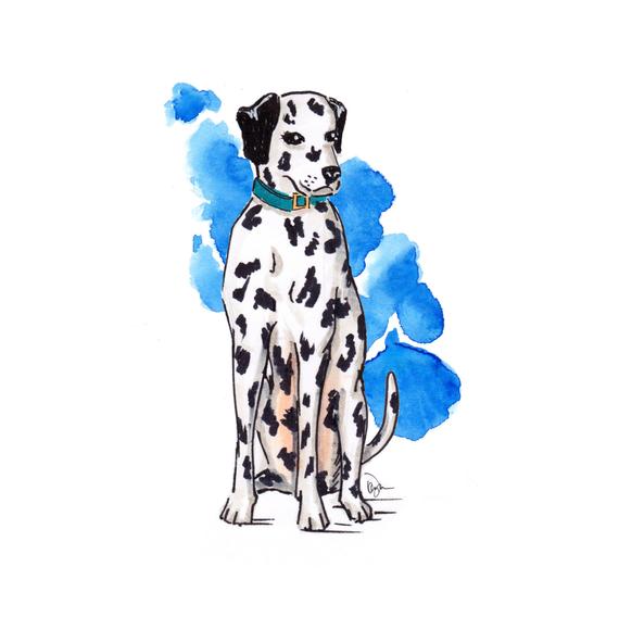 570x568 Items Similar To Dalmatian Illustration, Drawing Of Cute Puppy