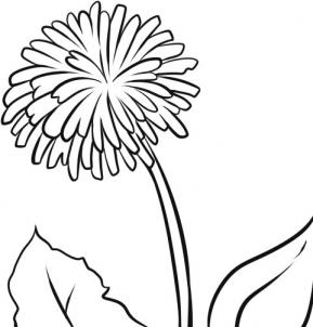 289x302 Drawing Printout How To Draw A Dandelion