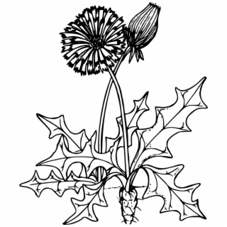 320x320 Hd Dandelion Clipart Dandylion