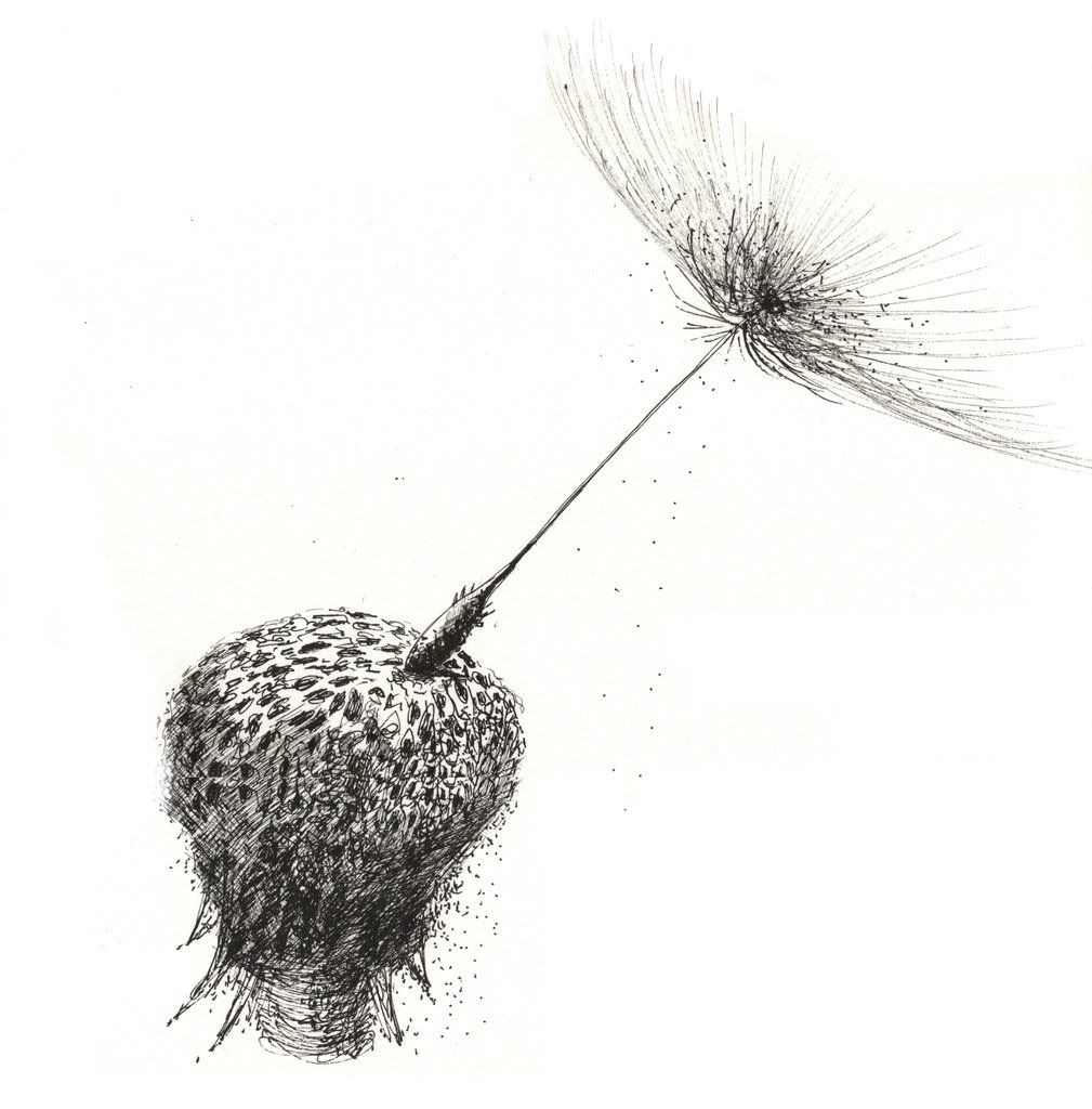 1009x1024 For Our Wall Drawing Drawings, Dandelion