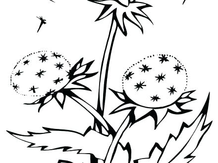 440x330 Dandelion Coloring