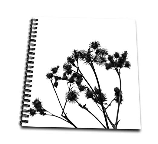 522x474 Alexis Photography