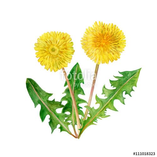 Dandelion Blowing In The Wind Drawing | Free download on ClipArtMag