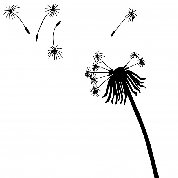 615x615 Dandelion Free Stock Photo