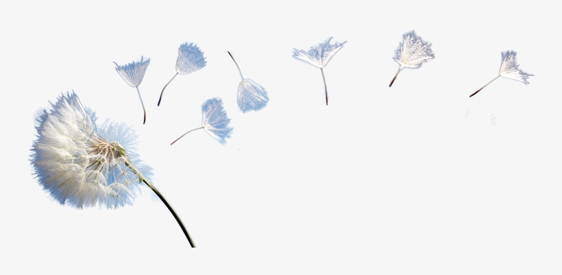 820x401 Dandelion Png