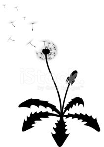 212x300 Dandelion Silhouette Stock Vectors