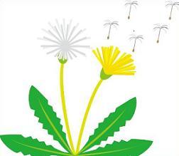 252x219 Dandelion Images Clip Art Clipart Collection