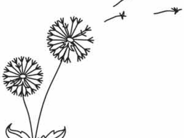 640x480 Drawn Dandelion