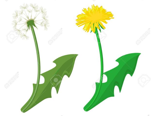640x480 Free Dandelion Clipart, Download Free Clip Art