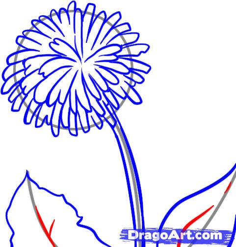 481x502 How To Draw A Dandelion, Step