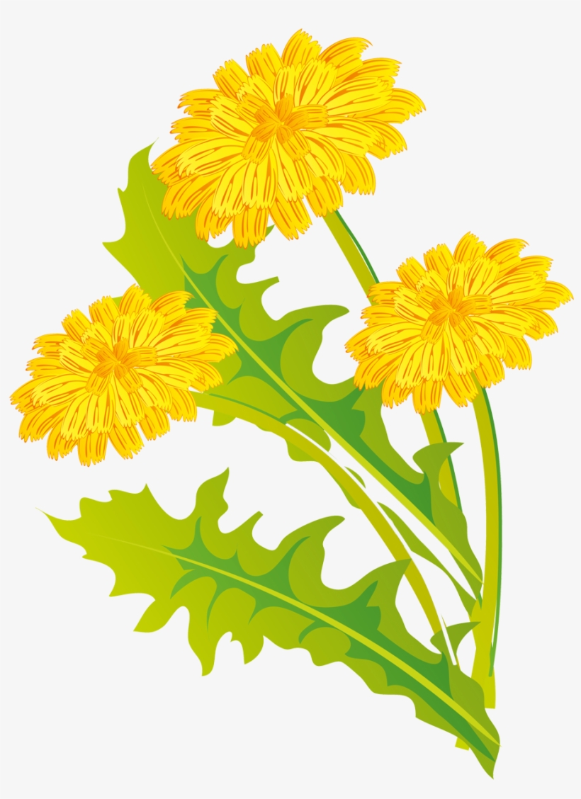 820x1128 Common Dandelion