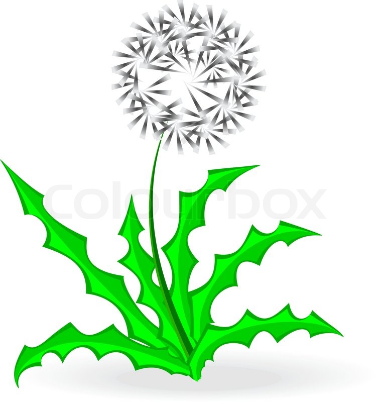 755x800 Dandelion, Over White Stock Vector Colourbox