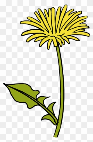 320x488 Dandelion Png Clipart