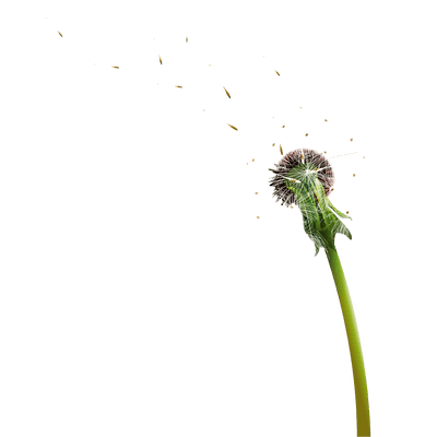 400x400 Dandelion Realistic Transparent Png Clipart Free Download