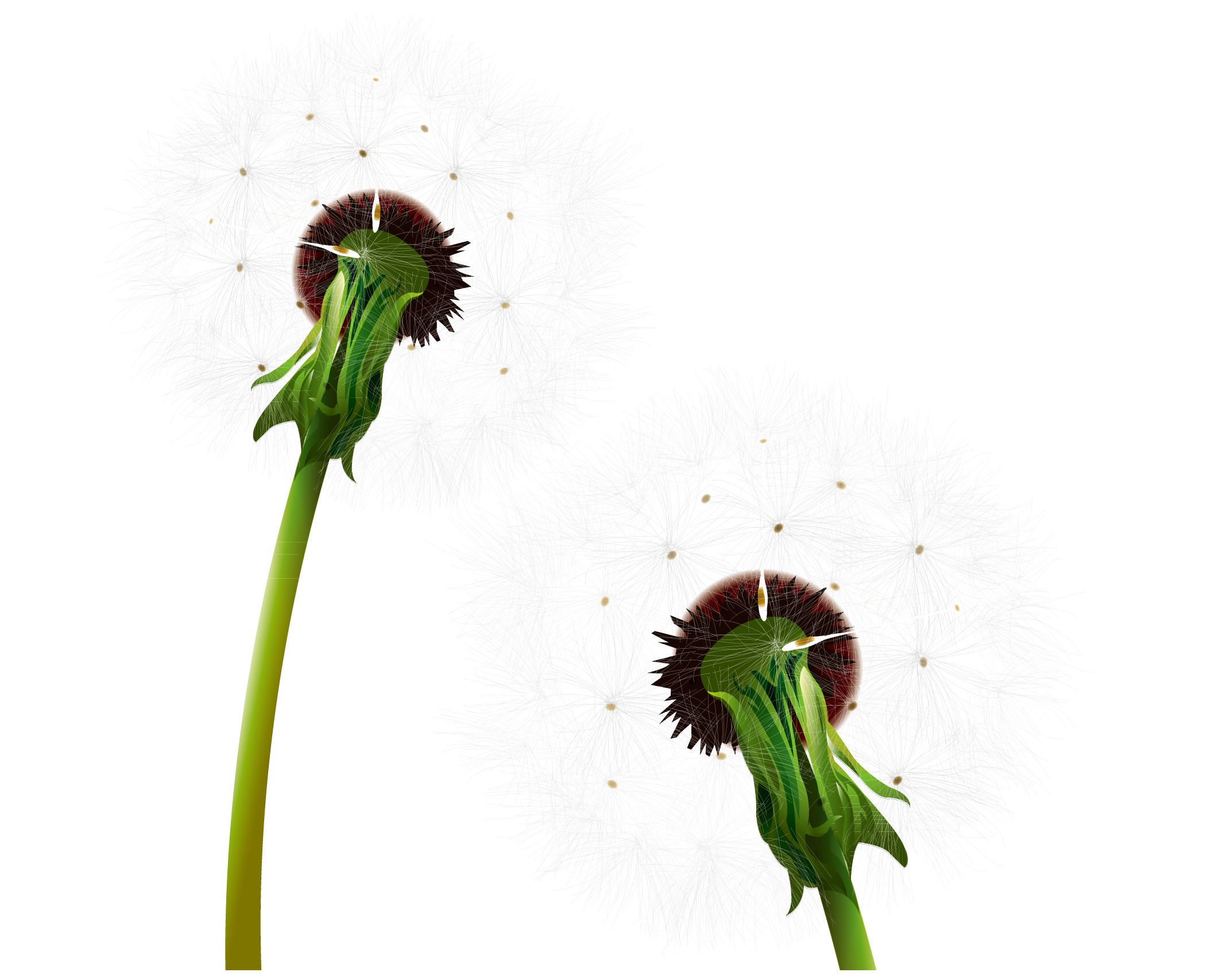 2142x1707 Dandelion Clipart Two Flower