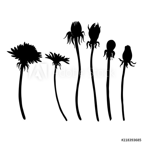 500x500 Dandelion Flowers Vector Botanical Hand Drawn Silhouette Isolated