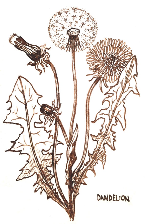594x918 Draw Or Paint Botanical Illustrations