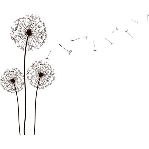 500x500 Drawn Dandelion Wish Flower