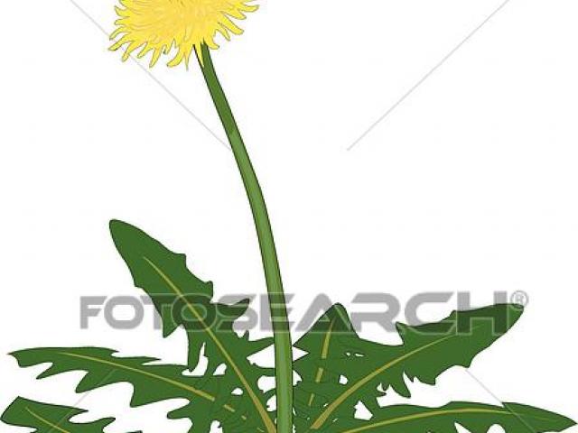 640x480 Free Dandelion Clipart, Download Free Clip Art